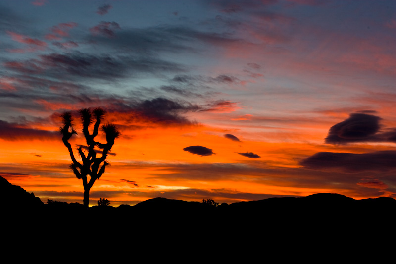 Joshua Tree Silhouette At Sunrise